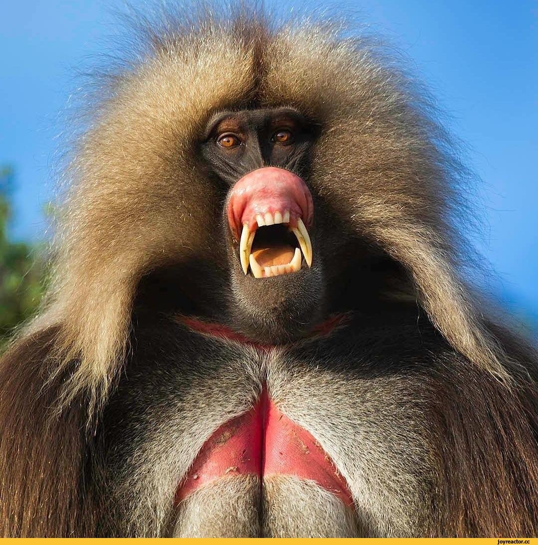 Мандрил обезьяна