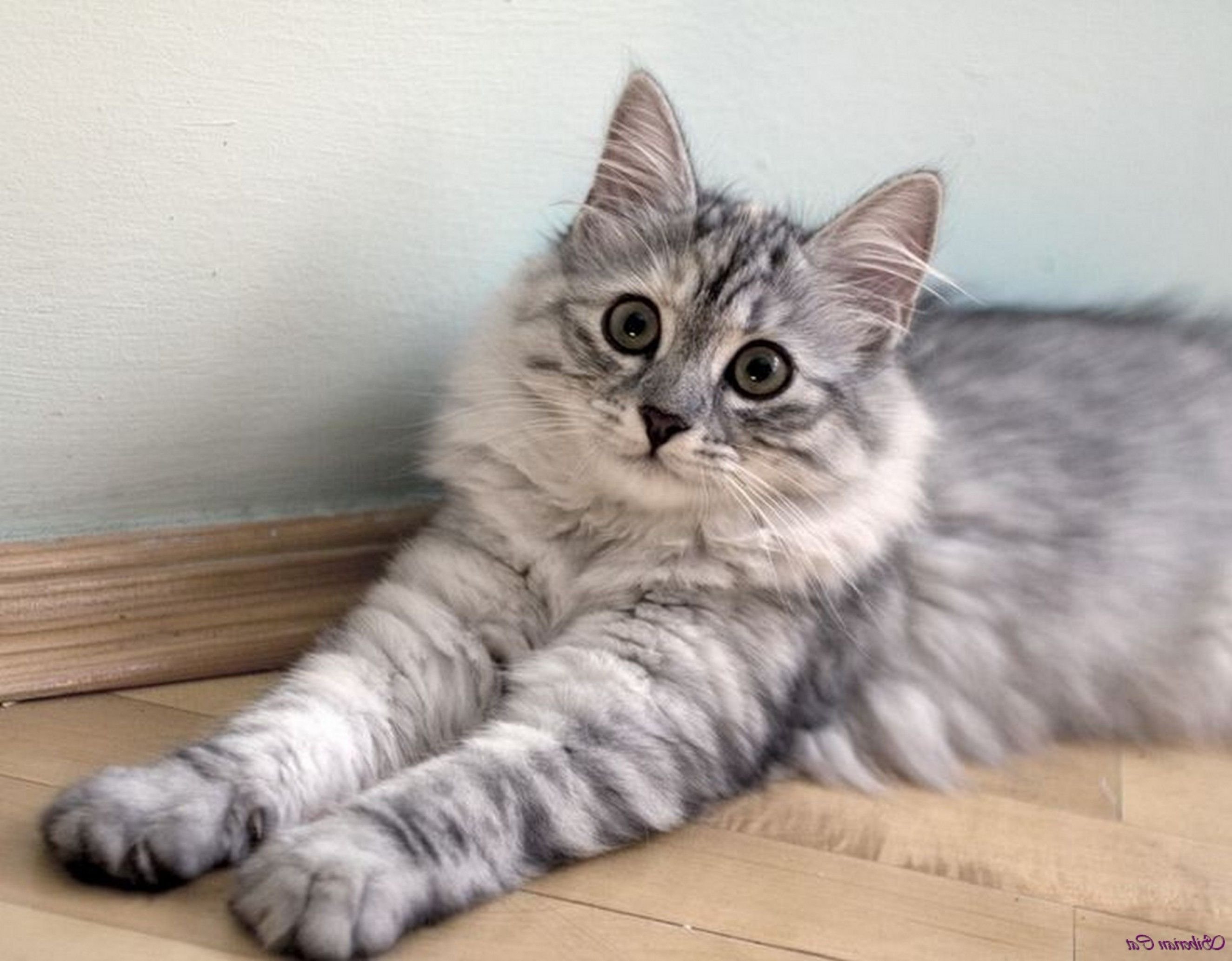 Сибирская кошка серая - 72 фото
