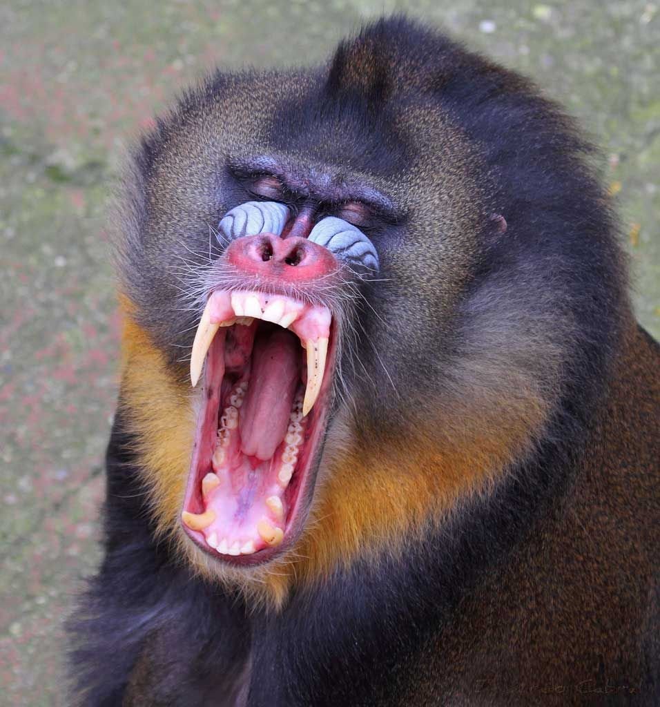 Мандрил воин