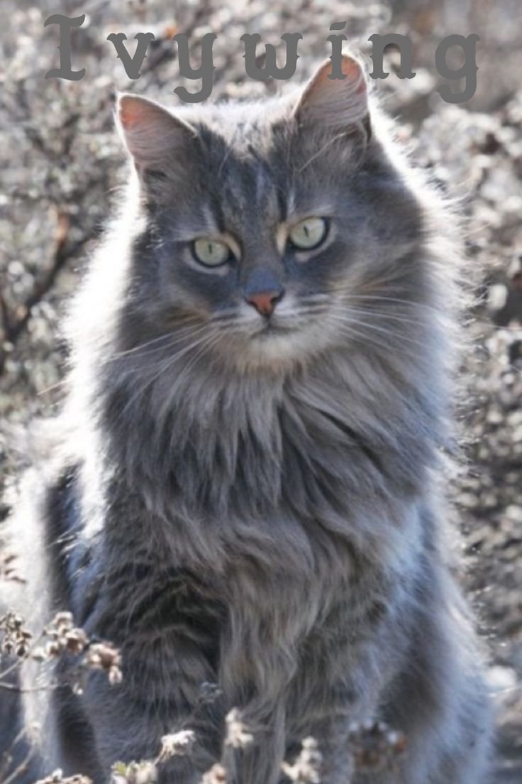 Сибирская длинношёрстная кошка сепая