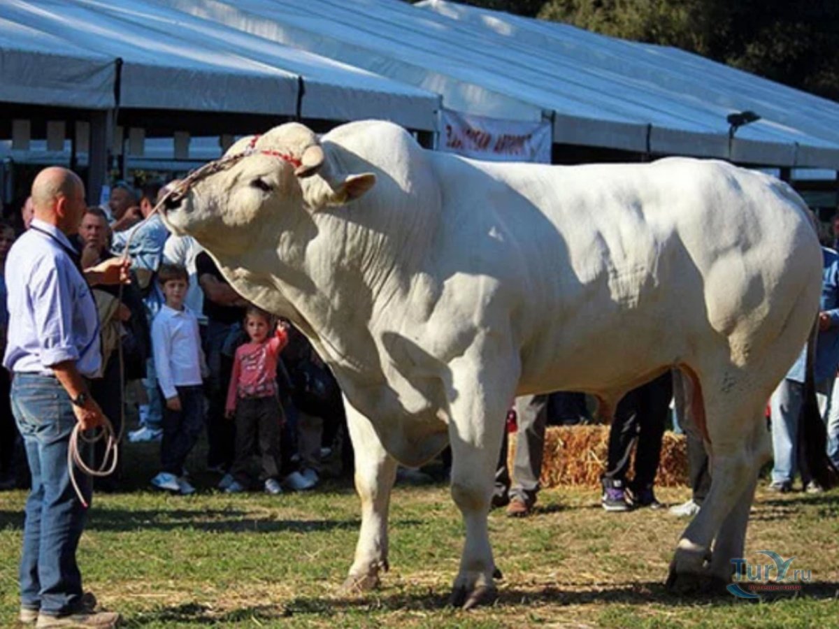 Кианская порода КРС