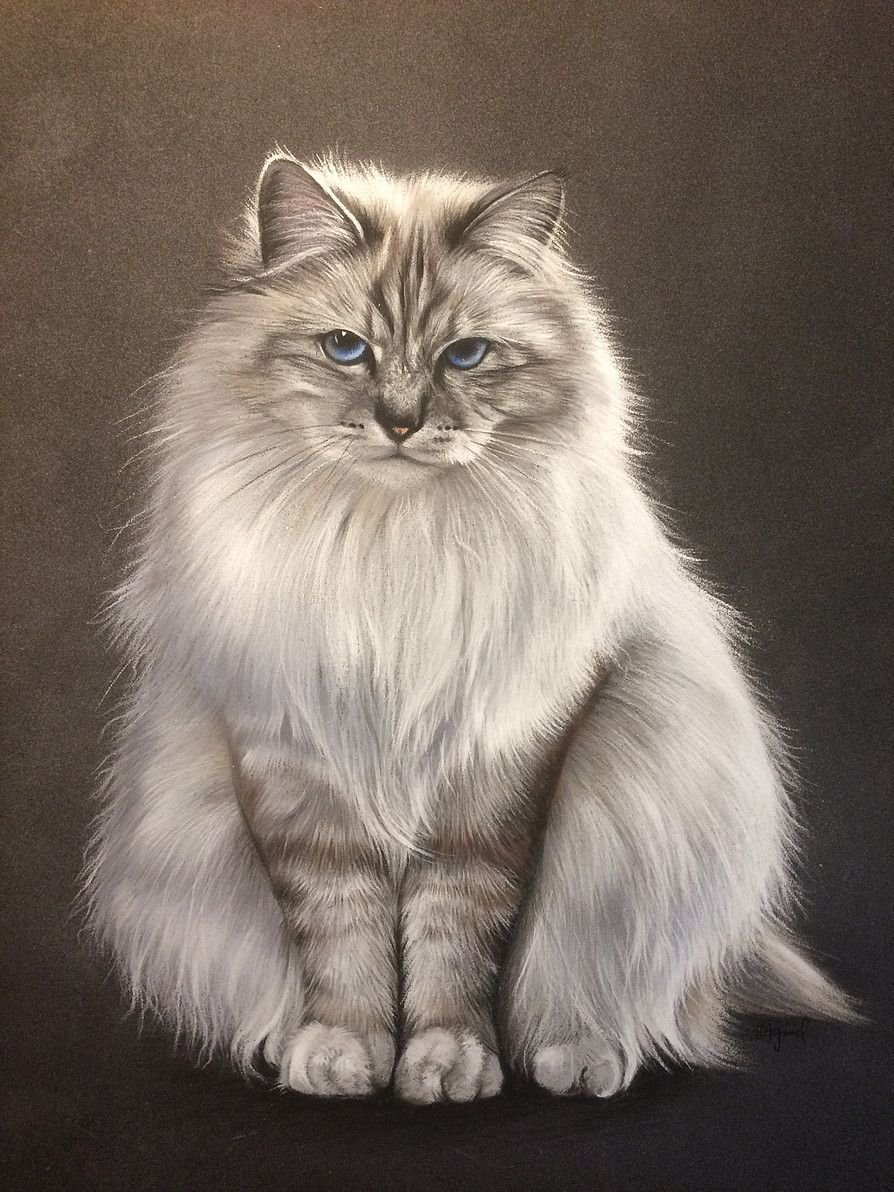 Коты пастелью