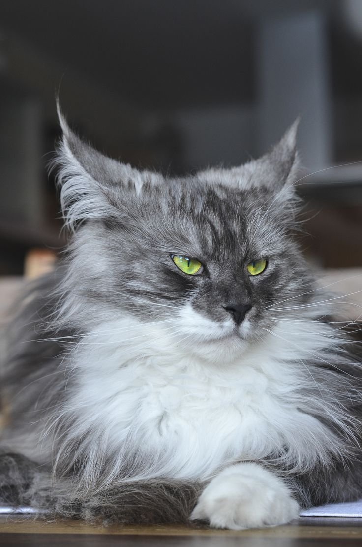 Сибирская дымчатая длинношерстная