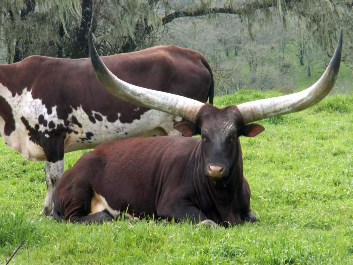 Бык породы ватусси