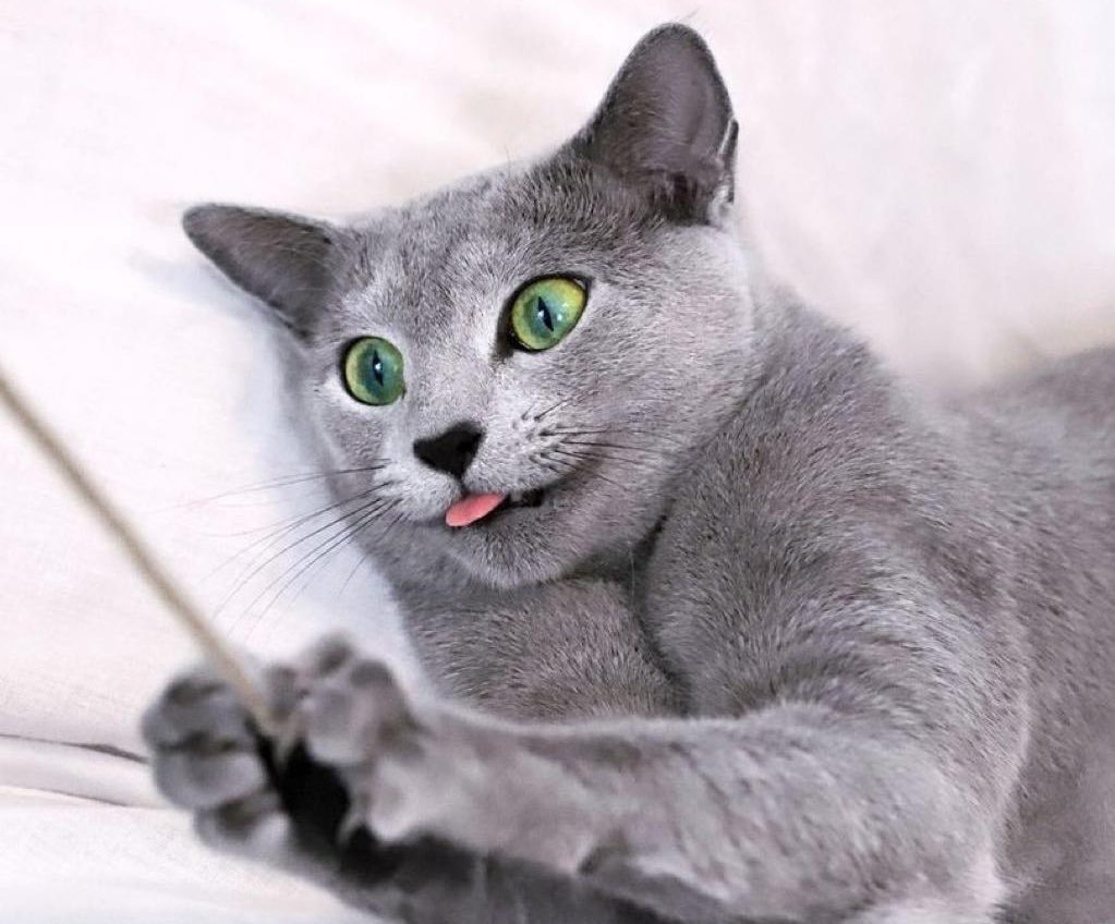 Кошка Сибирская голубая гладкошерстная