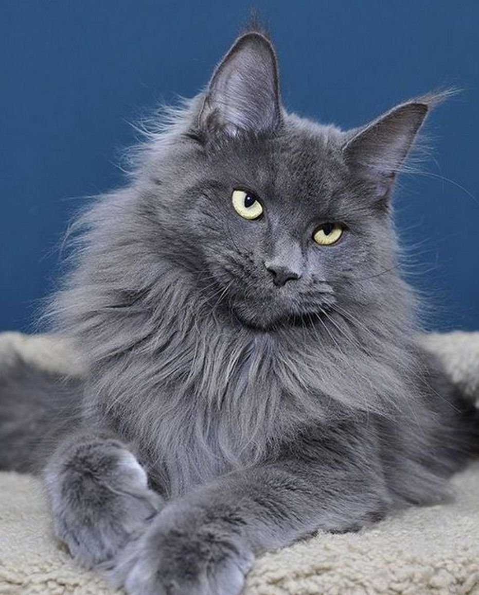 Мейн кун серый