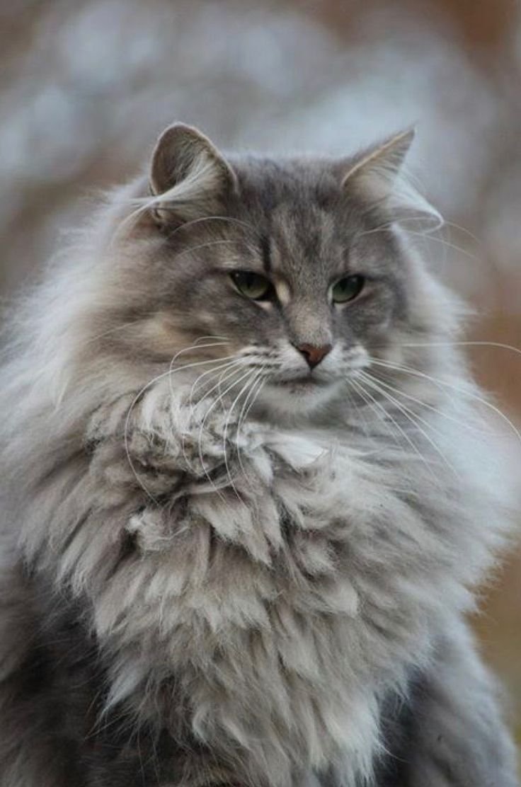 Норвежская длинношерстная Лесная кошка