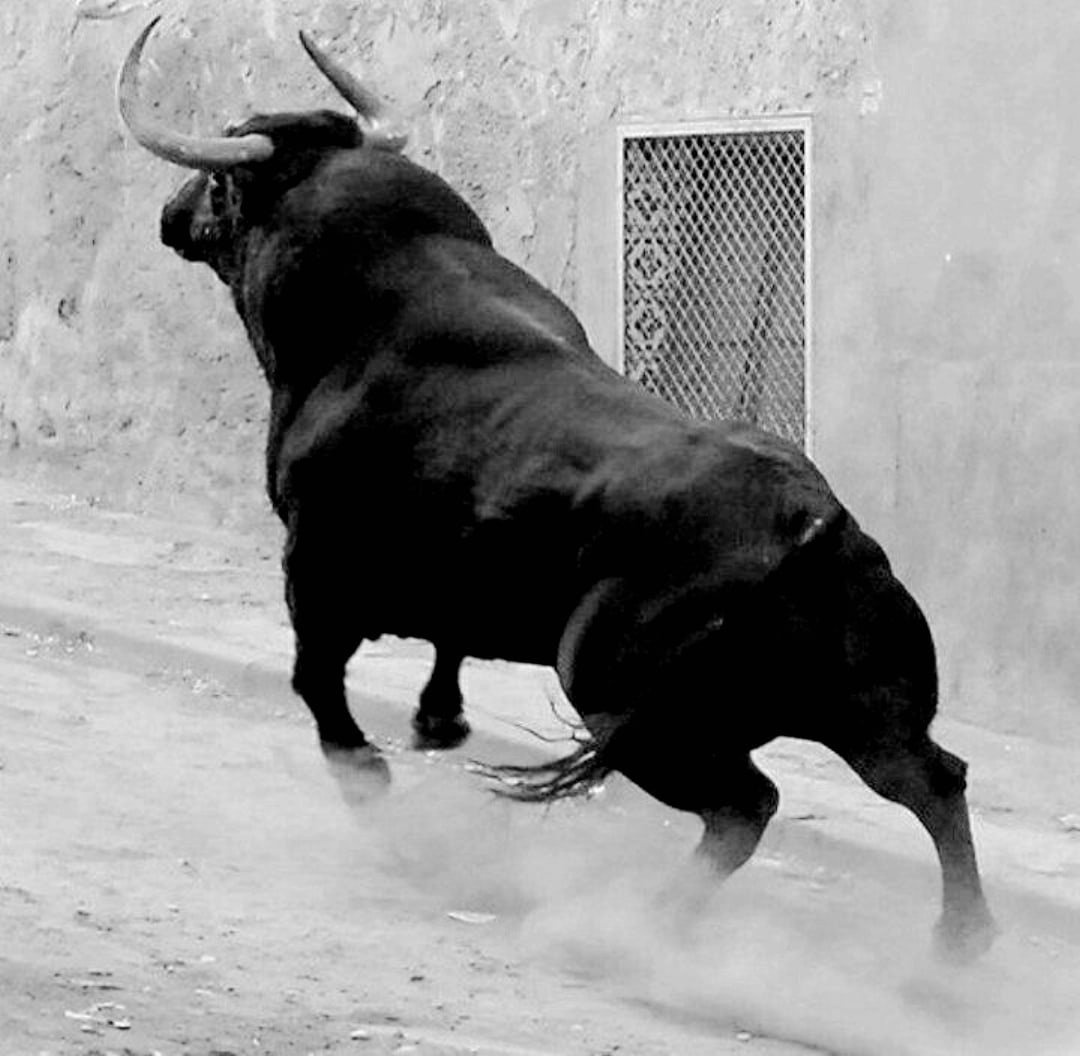 Испанские быки для корриды порода