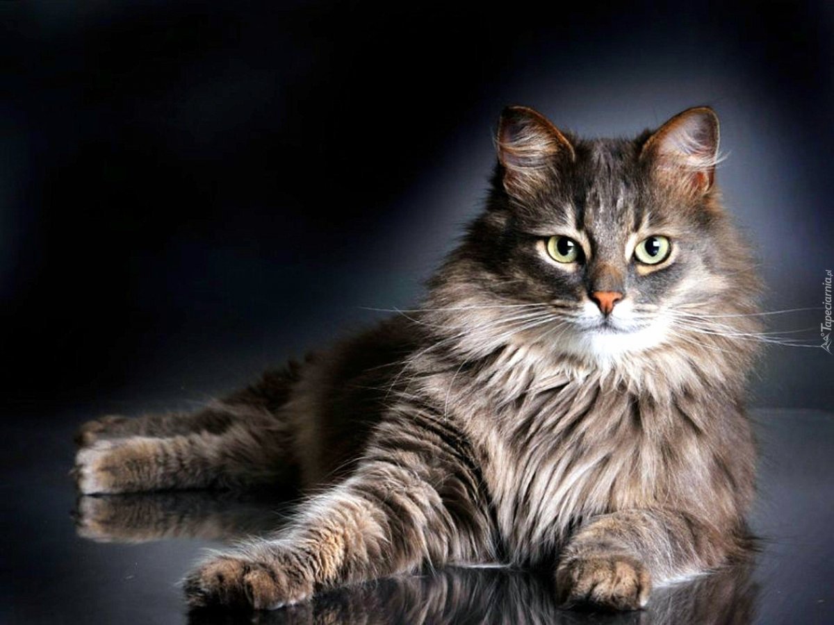 Сибирский кот серый длинношёрстный