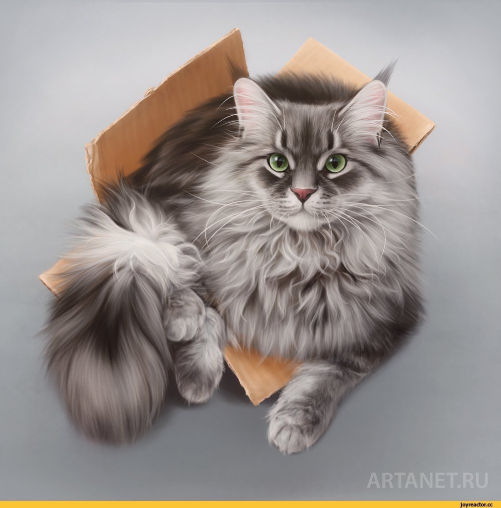 Кошка пушистая Мейн кун