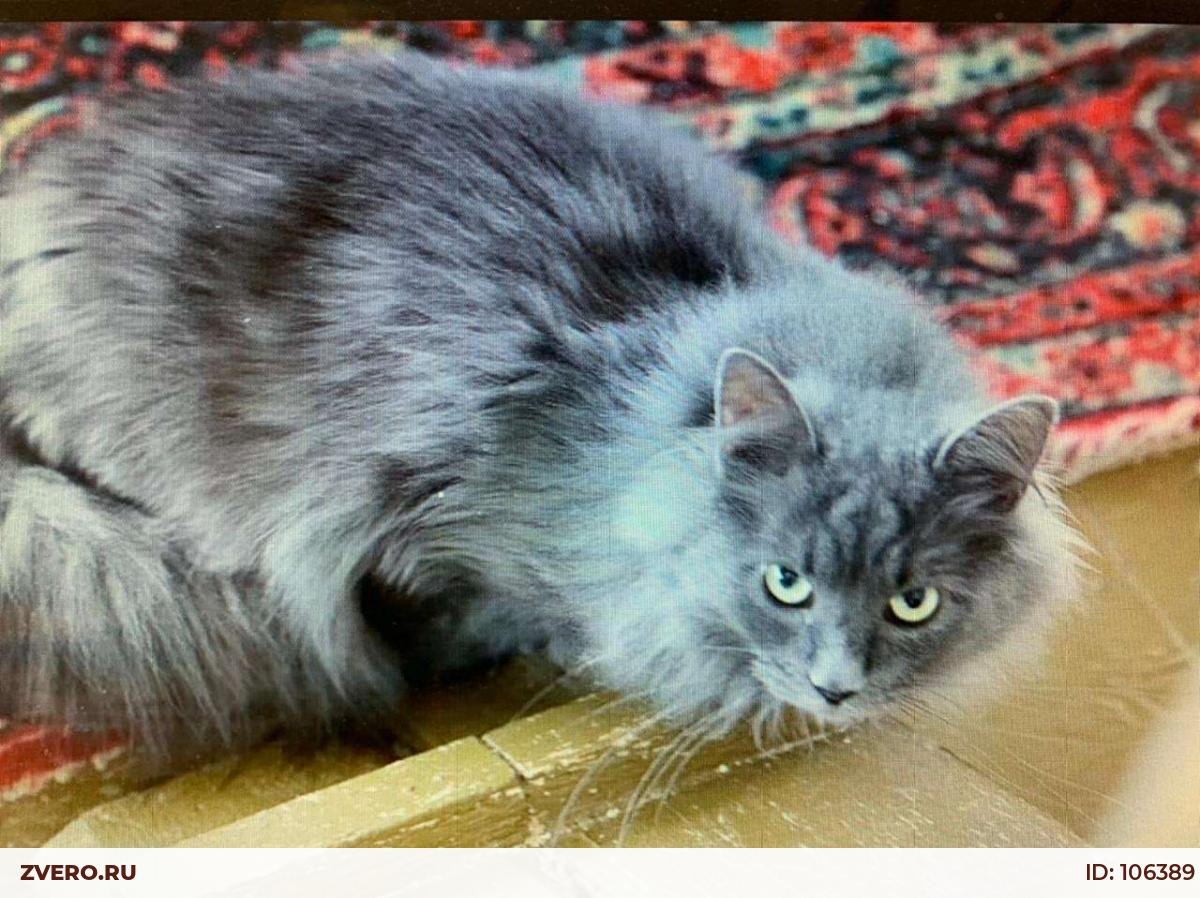 Сибирская голубая длинношерстная кошка