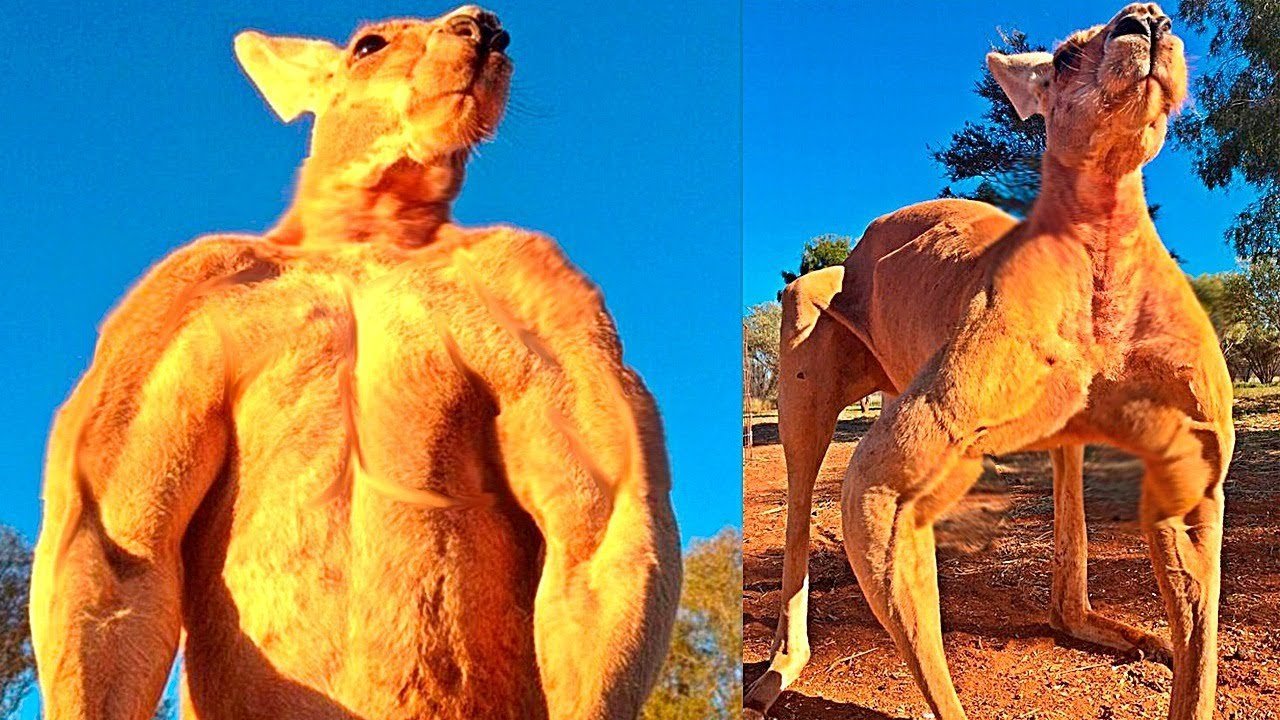 Человек сильнее животных. Самый накаченный кенгуру в мире Роджер. Кенгуру бодибилдер Роджер. Накаченный кенгуру в Австралии.