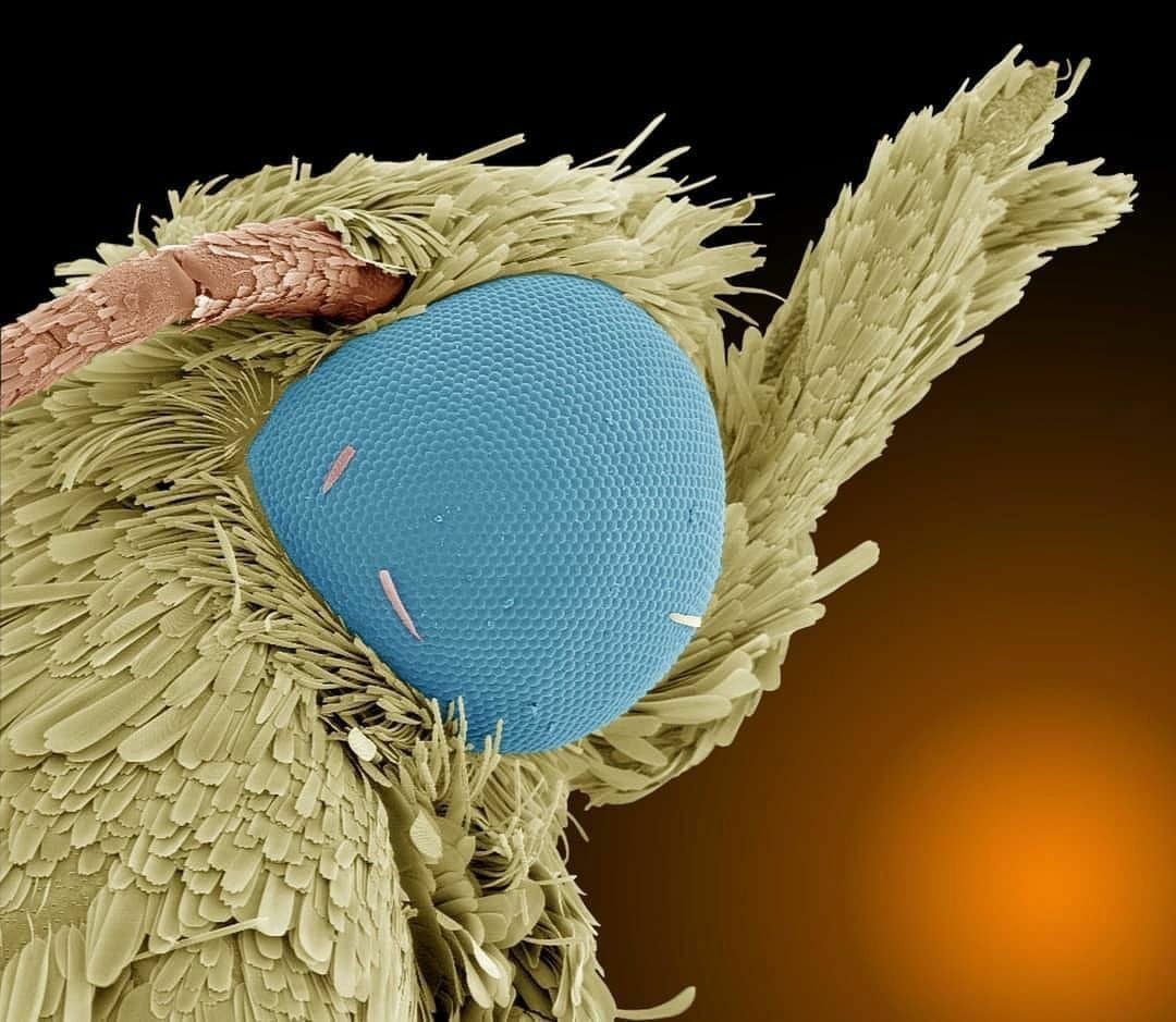 Скорлупа под микроскопом