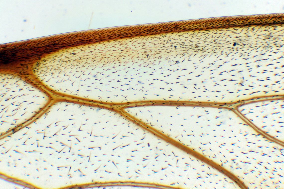 Крылья насекомых под микроскопом