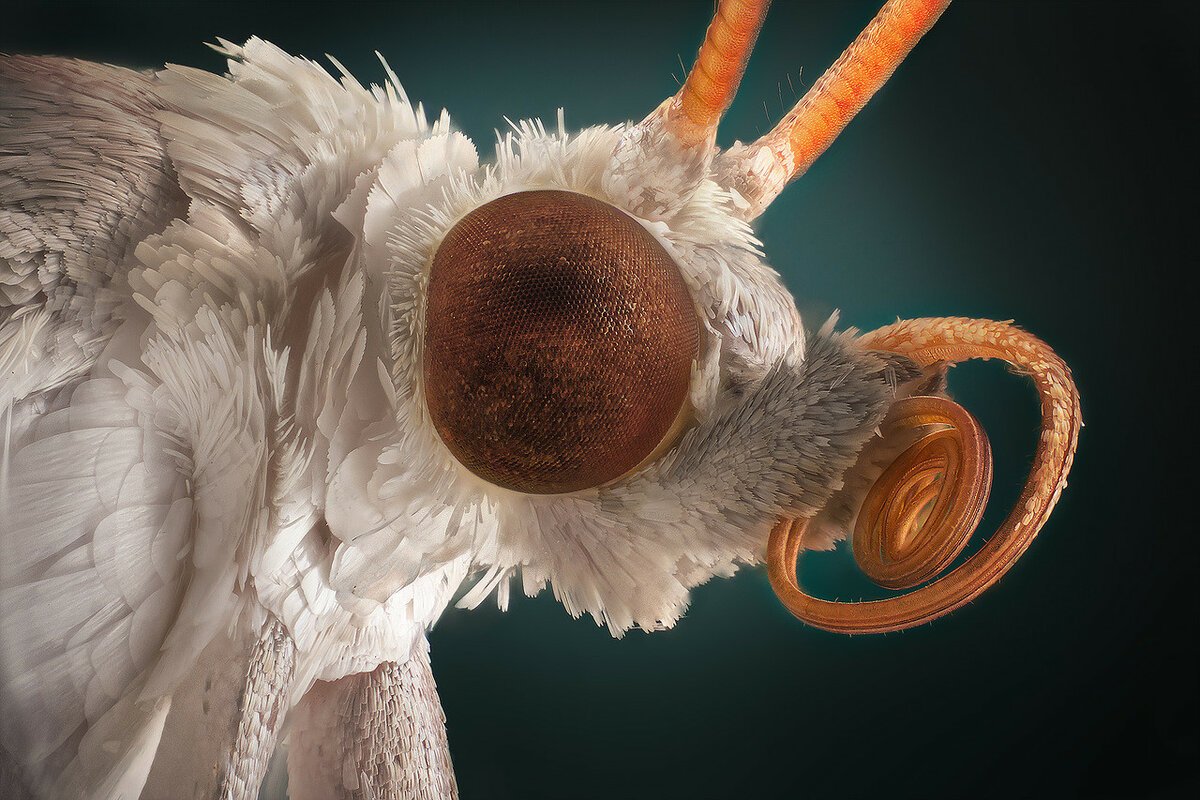 Голова бабочки под микроскопом