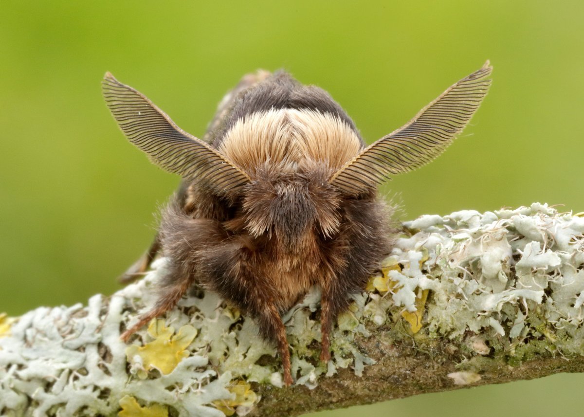 Винусуэльский пуделëвый матылëк