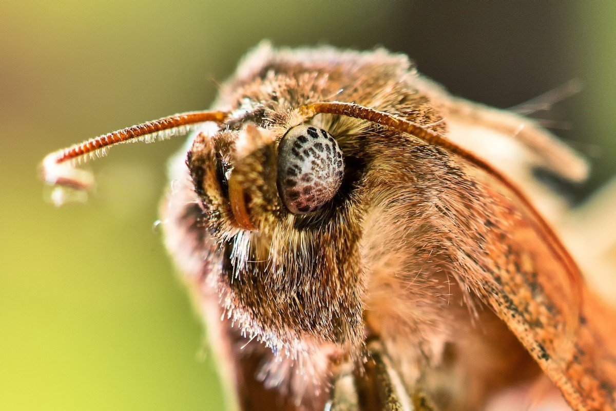 Макросъемка насекомых