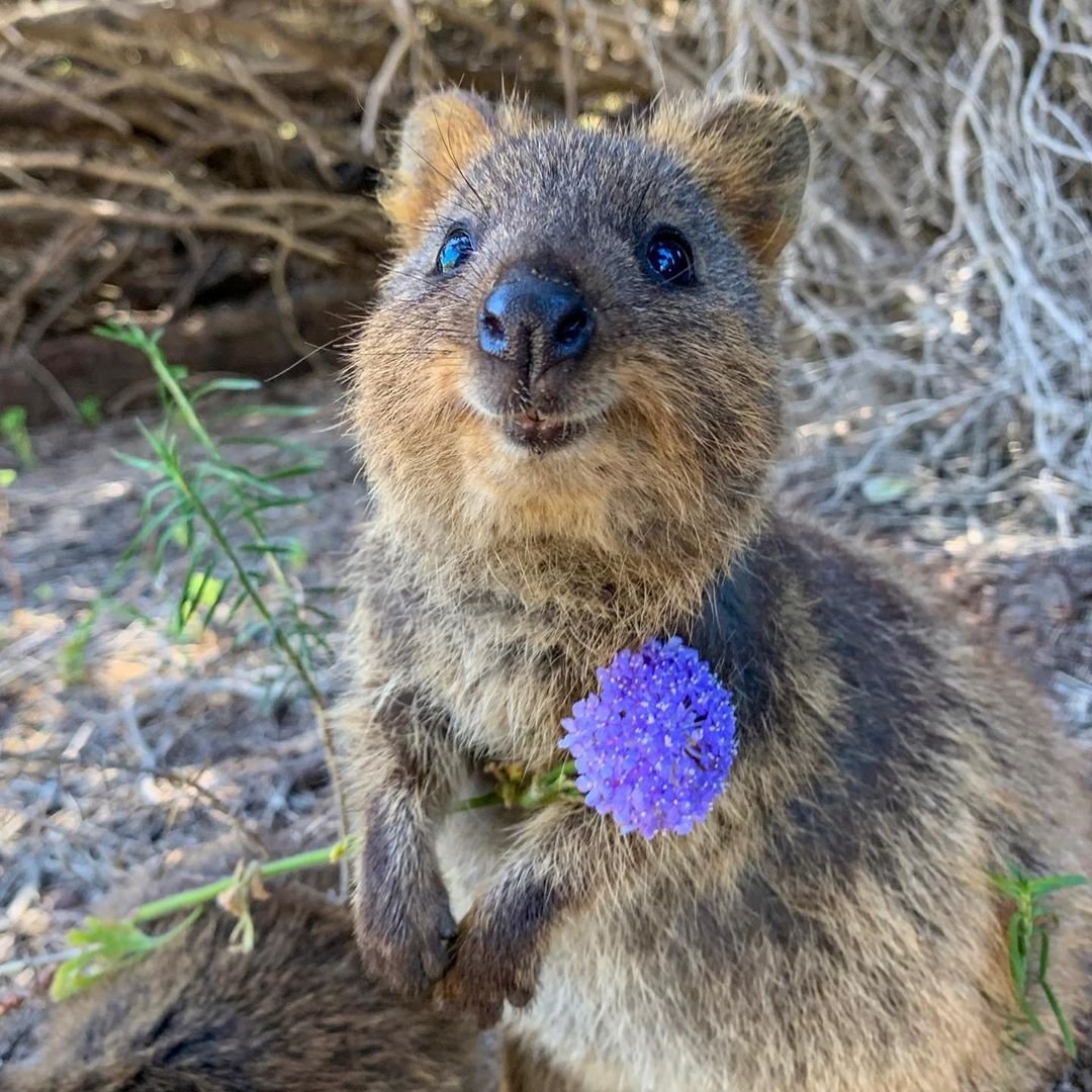 Квокка красная книга