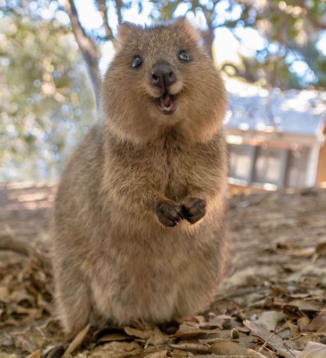 Зверек Квокка