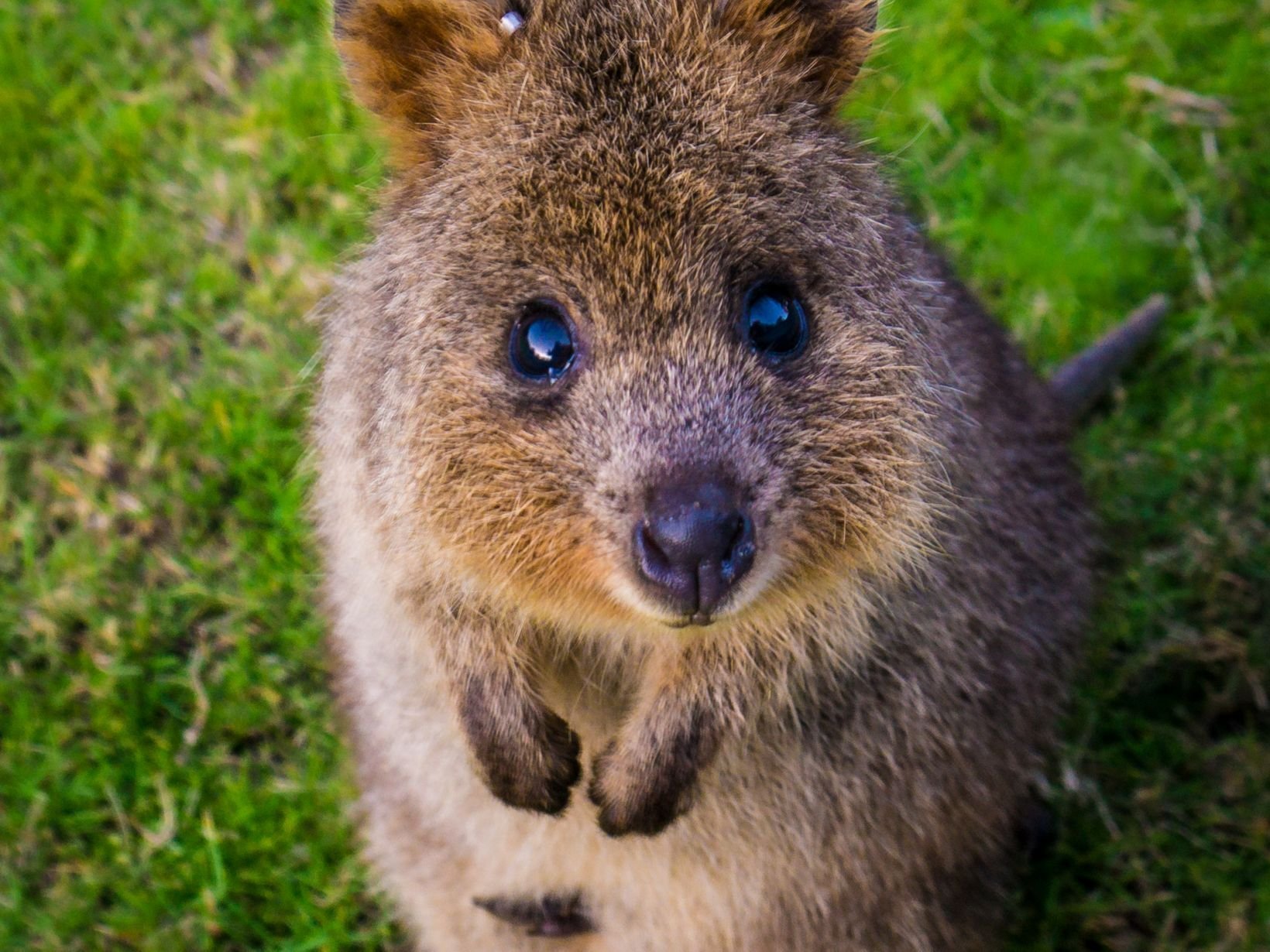 Австралийское животное меняющее внешний вид. Кенгуру Квокка. Австралия Квокка. Квокка сумчатый зверь. Карликовый кенгуру Квокка.
