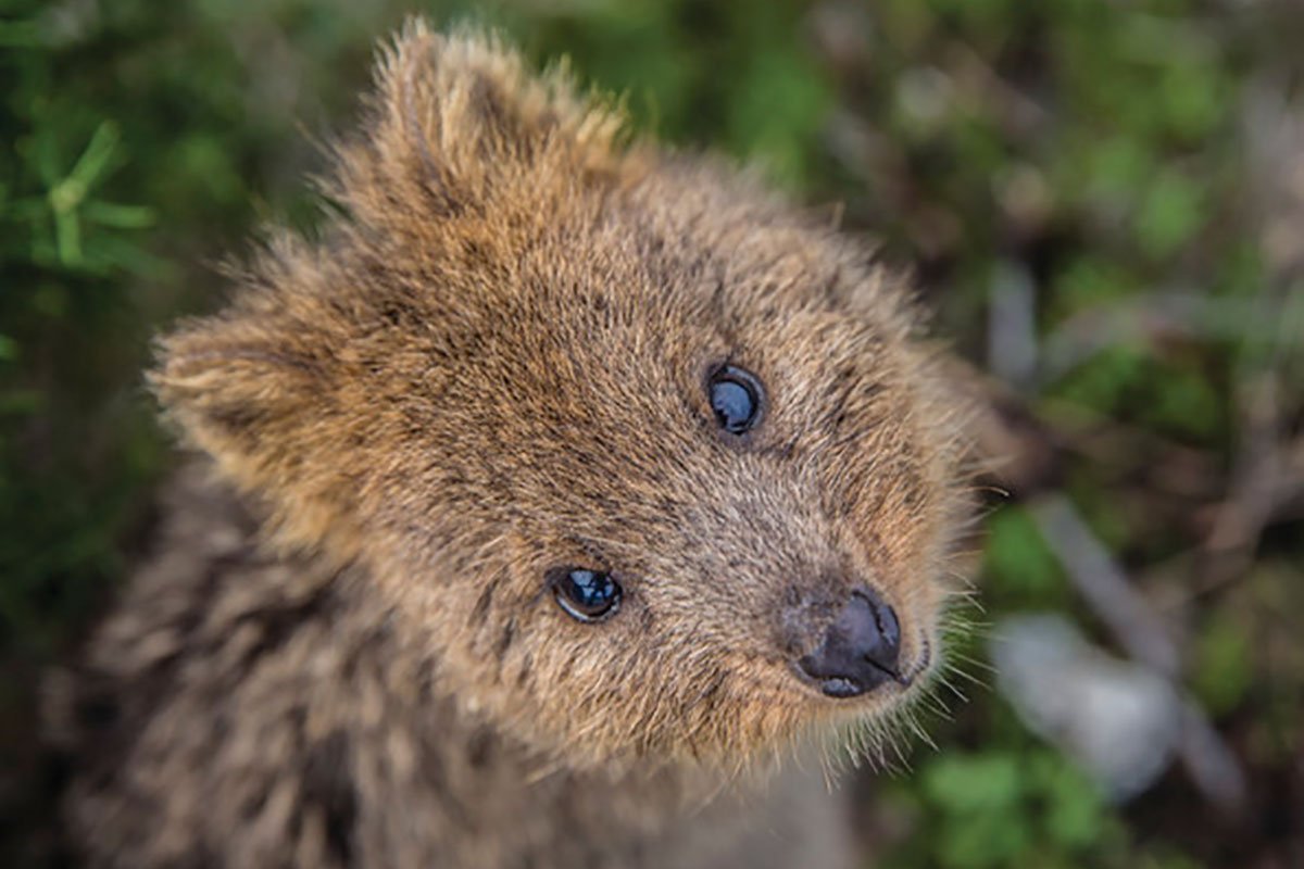Квокка улыбается
