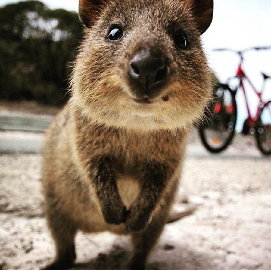 Квокка размножение