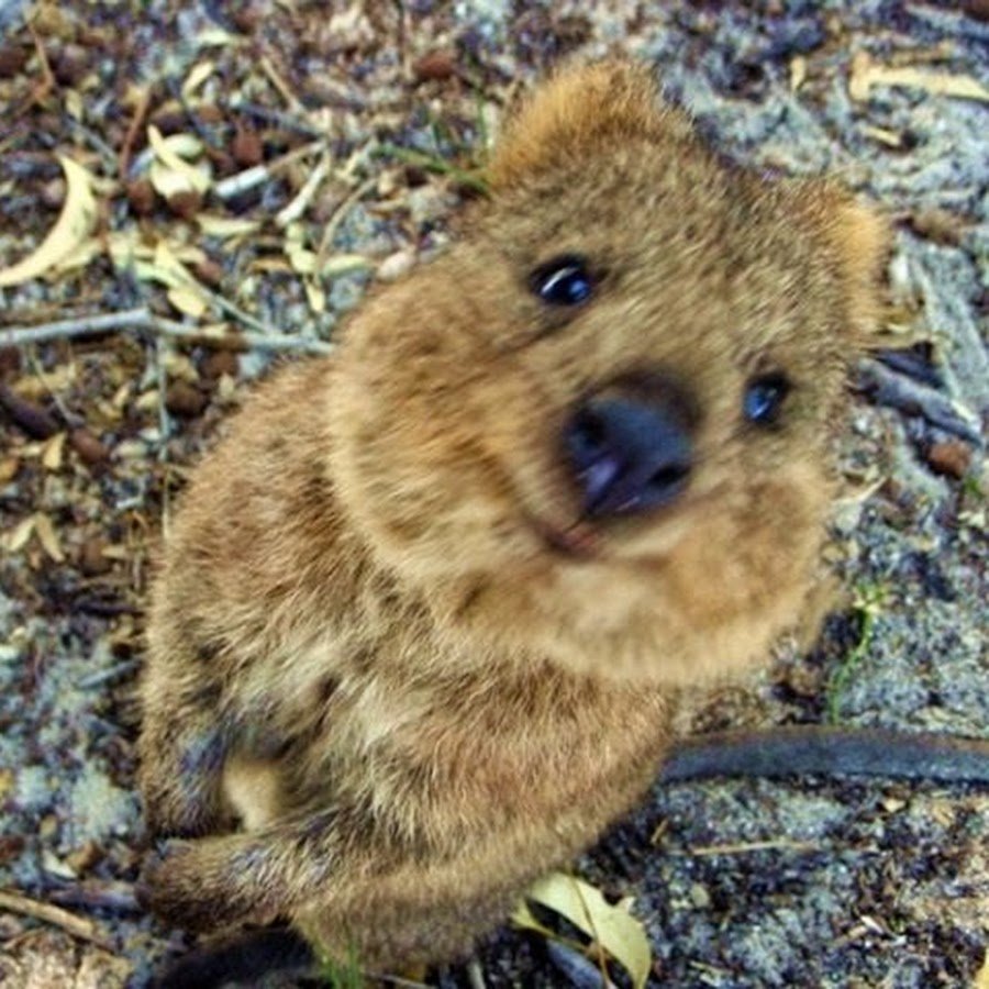 Квокка улыбается