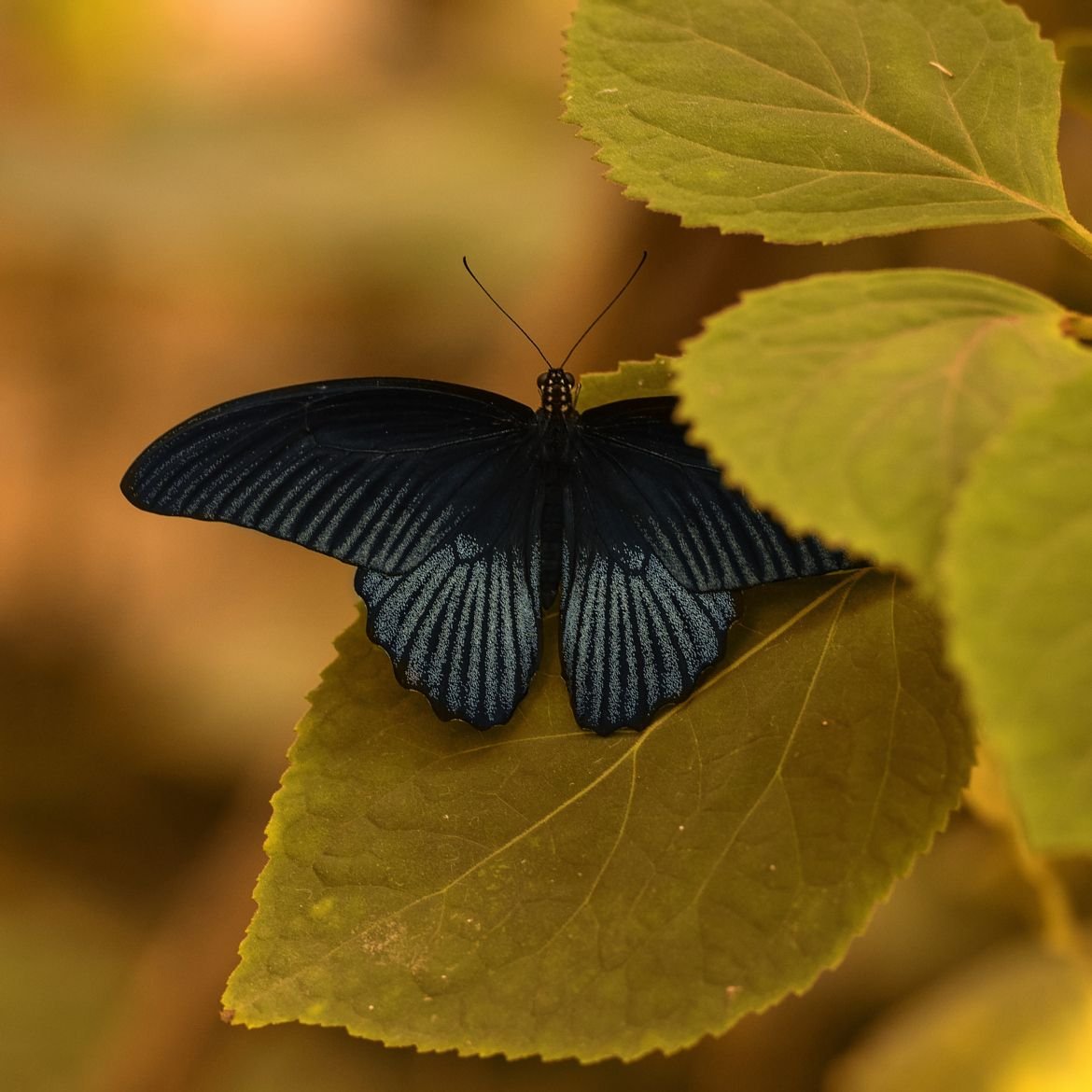 Желтая бабочка с черными точками