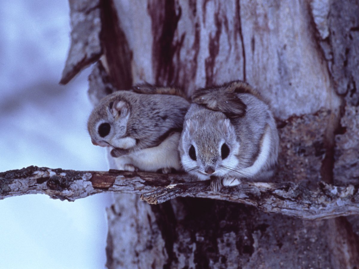 Японская белка Момонга