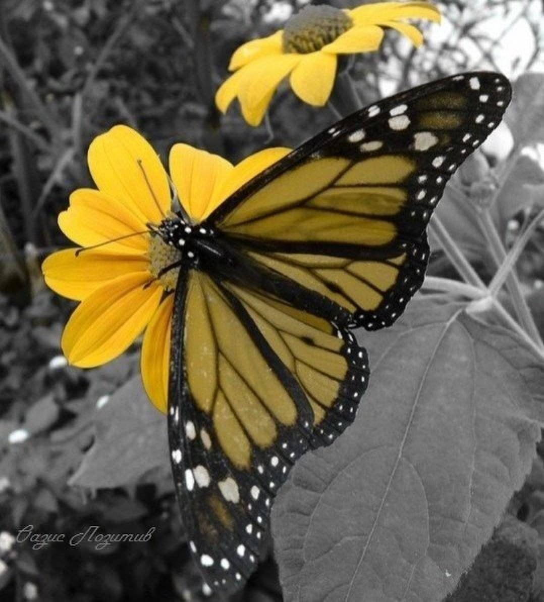 Бабочка желтая с черными пятнами