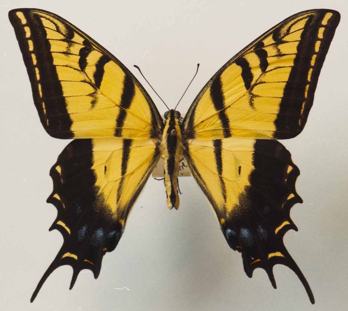 Желто черная бабочка на прозрачном фоне