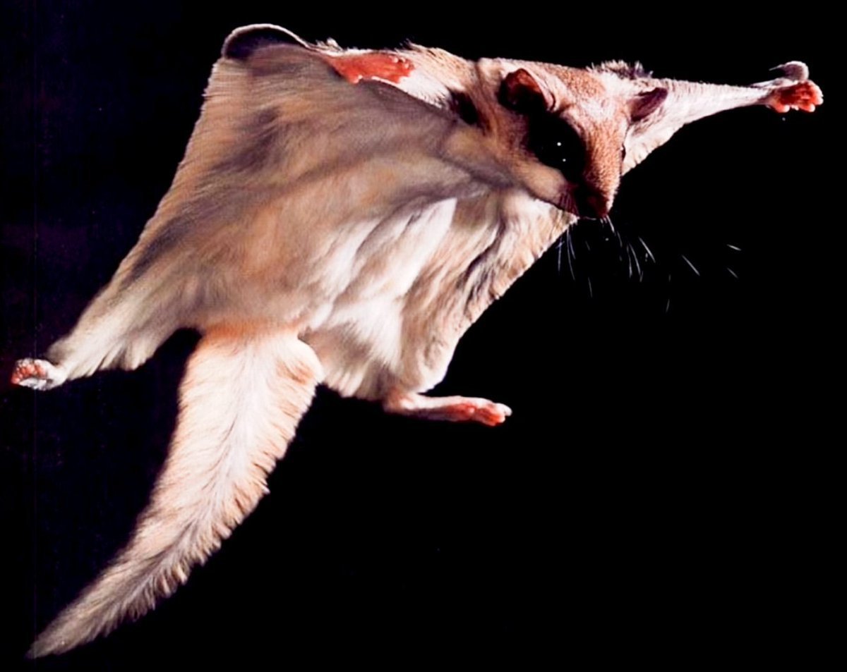 Сахарный поссум