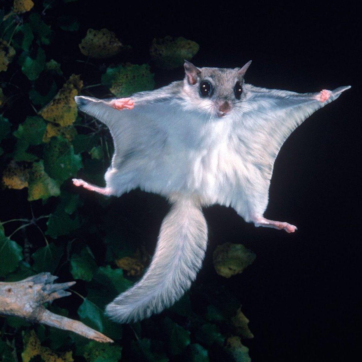 Белка летяга обыкновенная с бельчатами