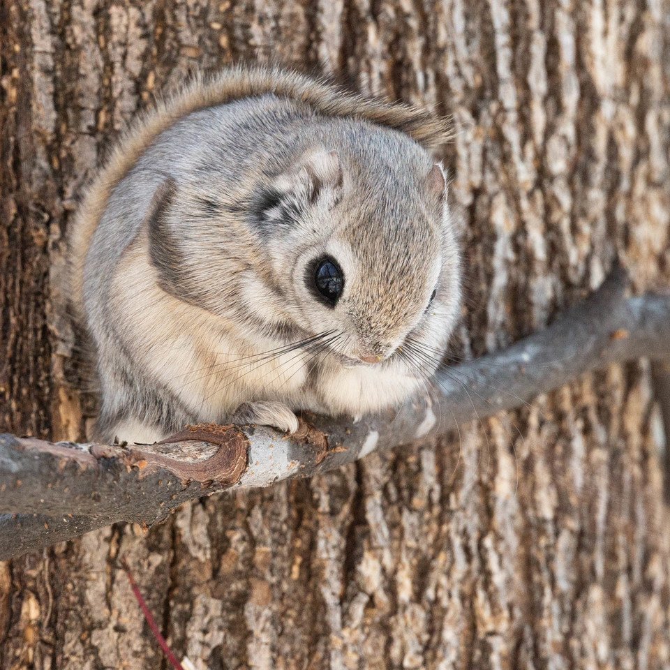 Белка летяга Момонга