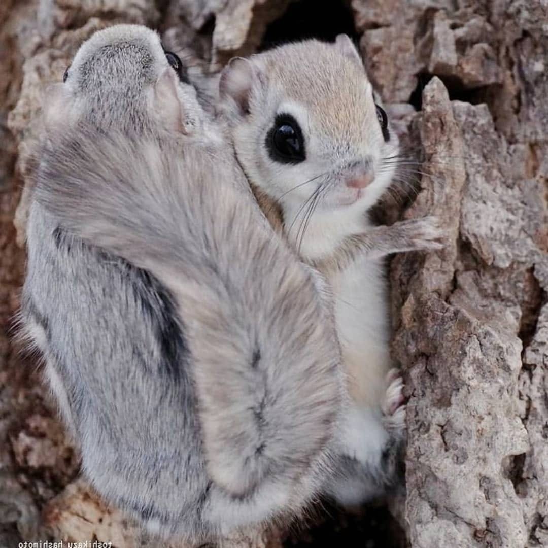 Эдзо Момонга