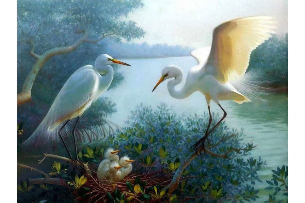 Большая белая цапля гнездо