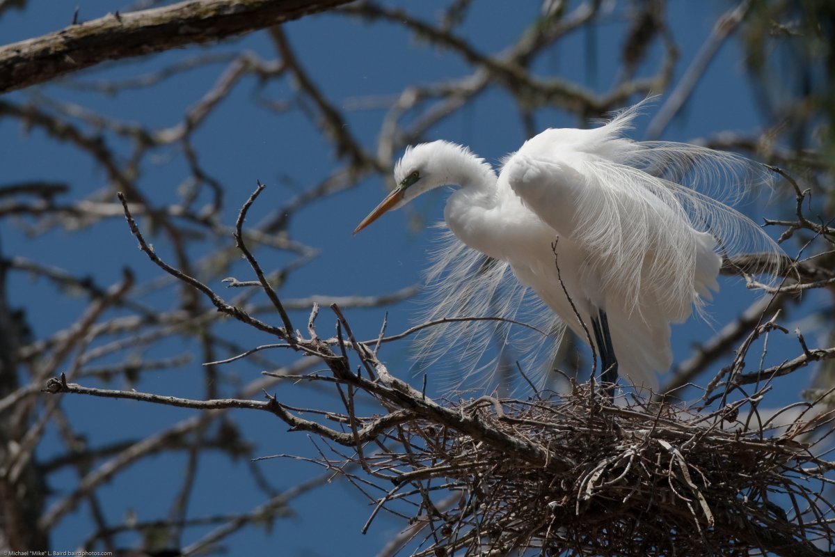 Серые Цапли гнездятся