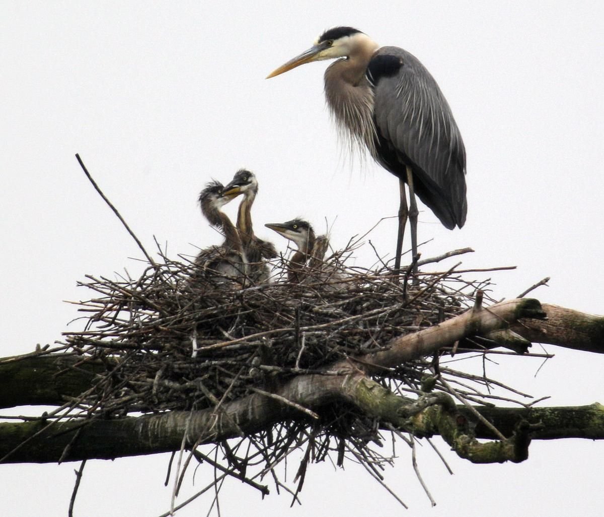 Белый журавль Стерх птенец