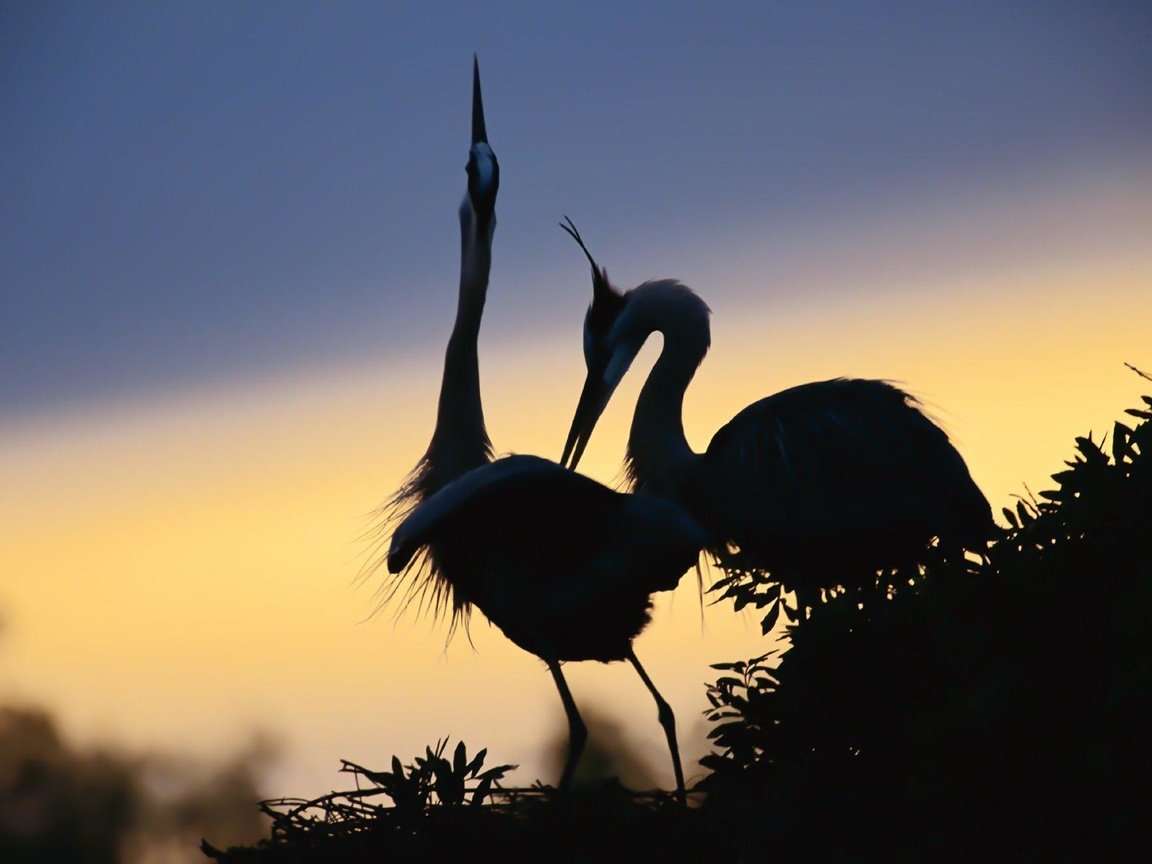Серый журавль гнездо