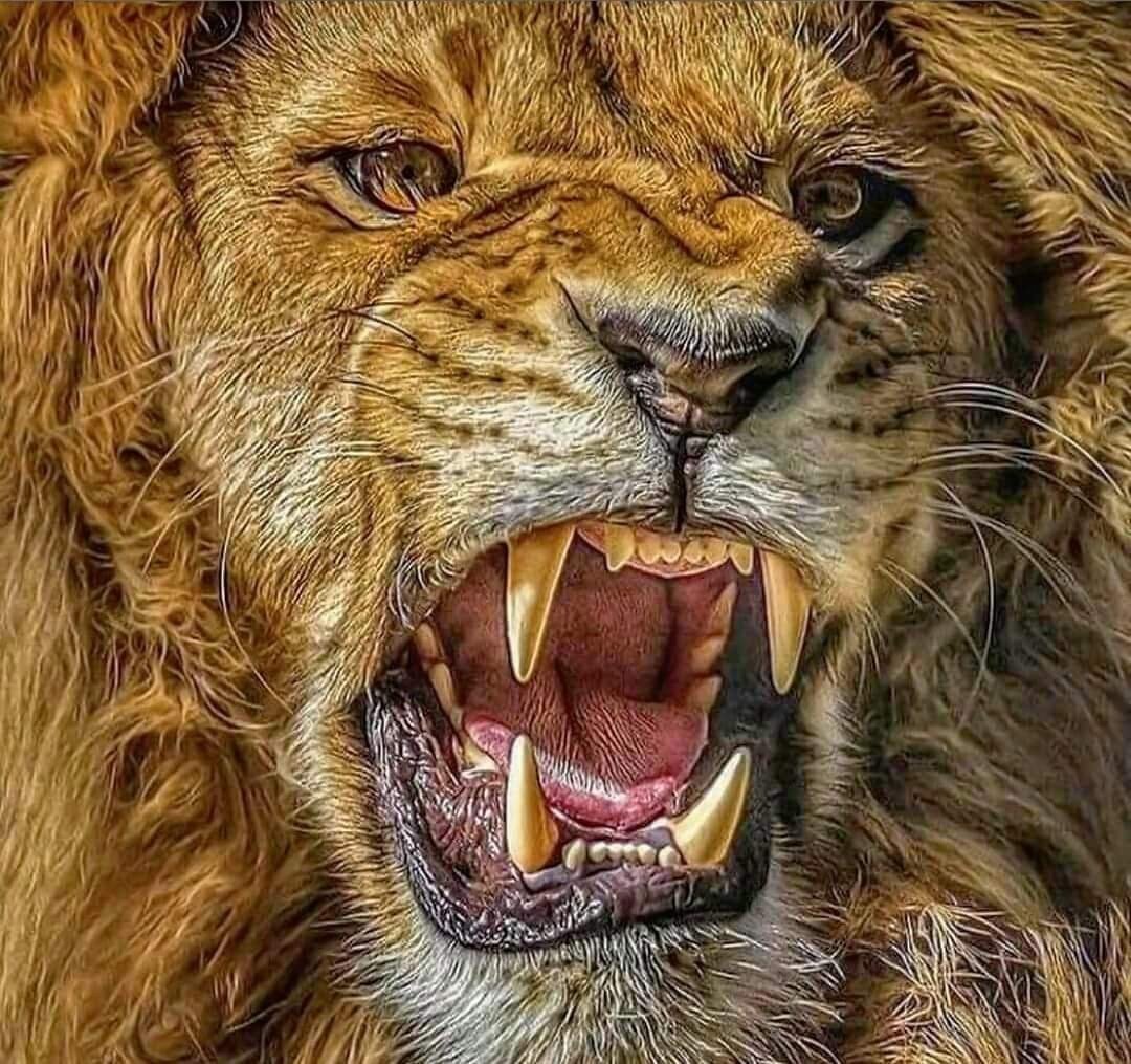 Лев фото