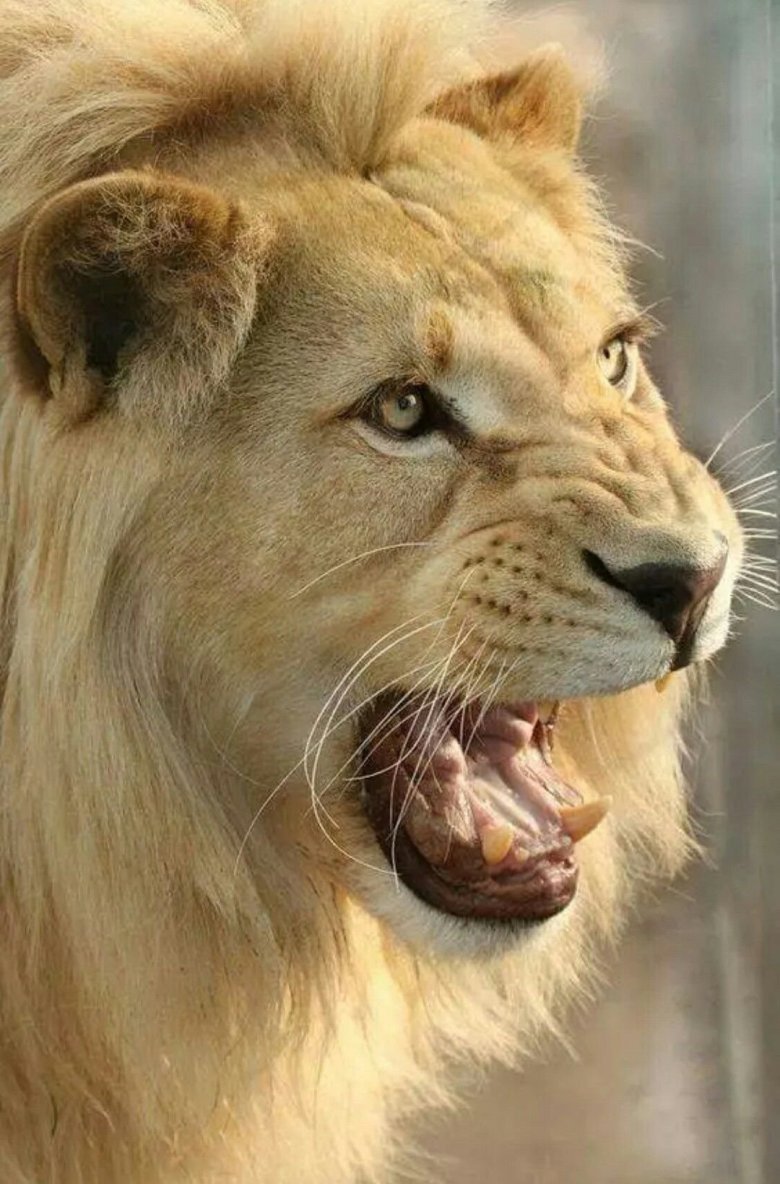 Фотографии Льва