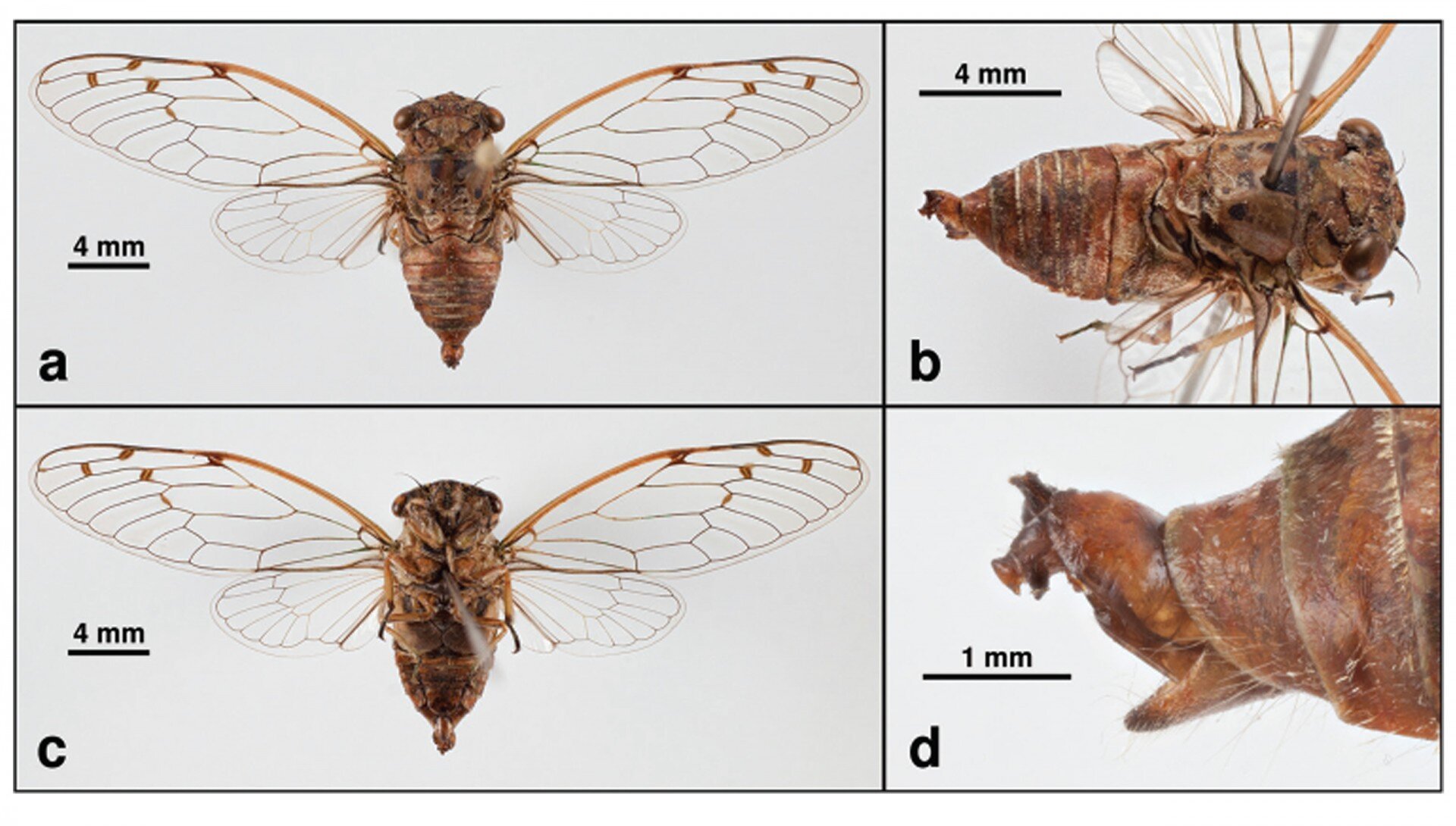 Какой тип развития характерен для цикады. Цикада самка. Цикада самец и самка. Цикада самец. Периодические цикады.