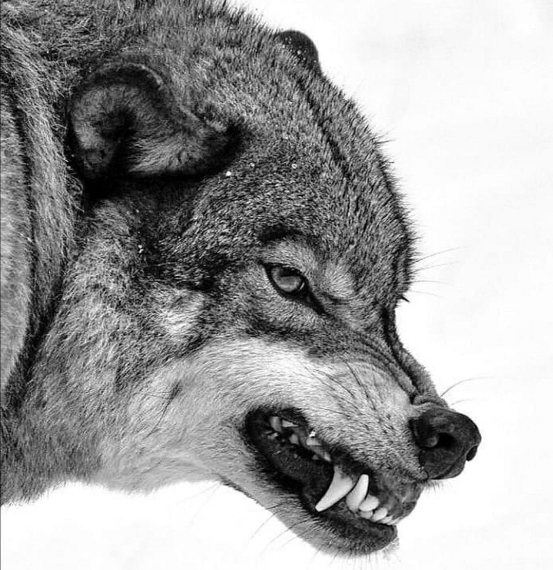 Волчонок Лобо