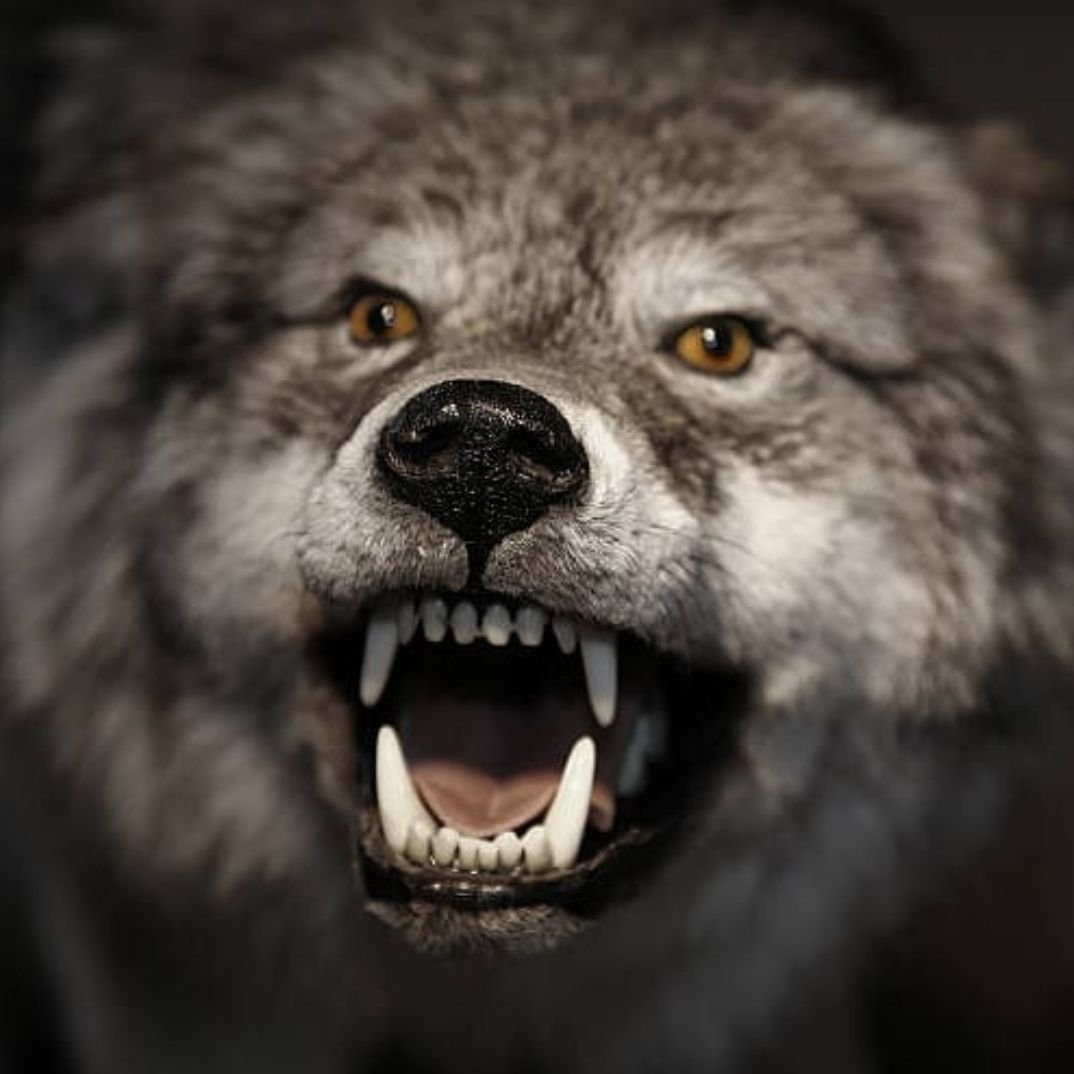 Оскал волка картинки на рабочий стол