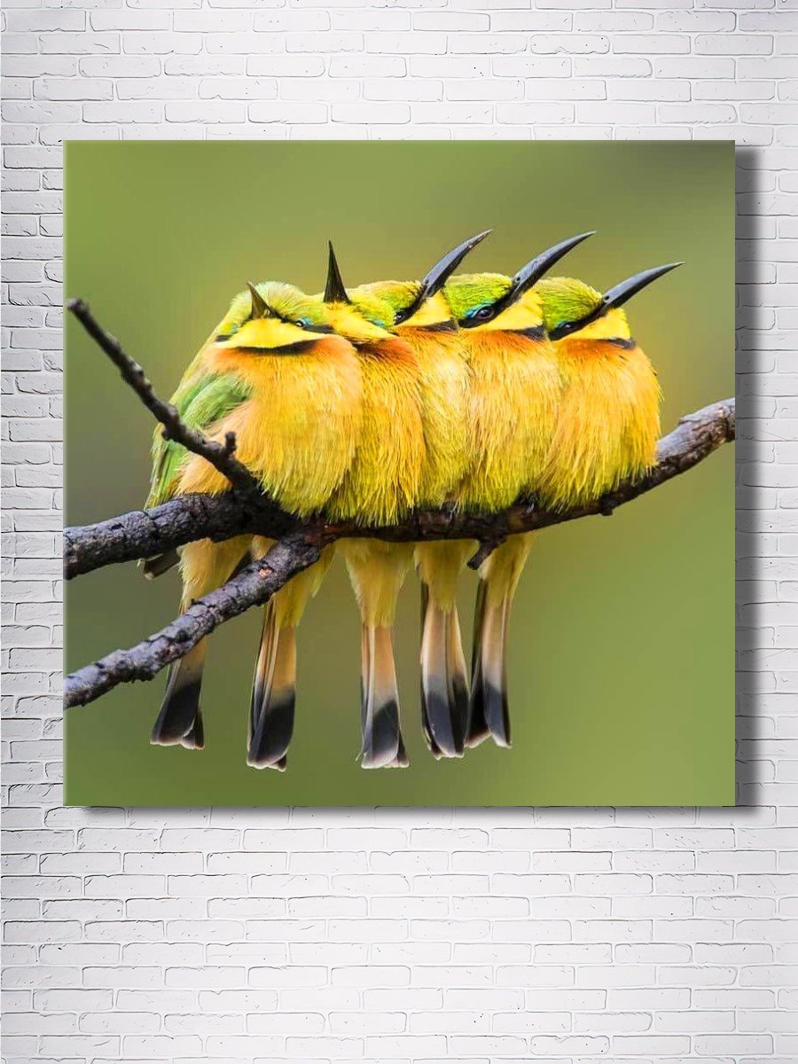 Очень красивые птицы