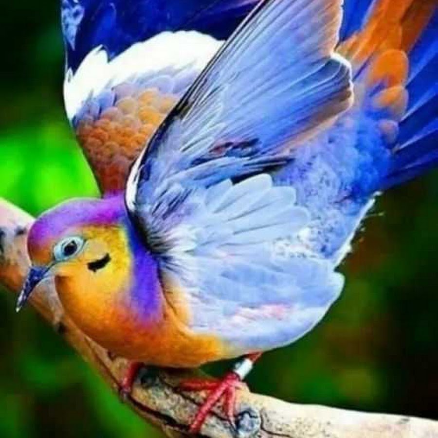 Очень красивые птицы картинки