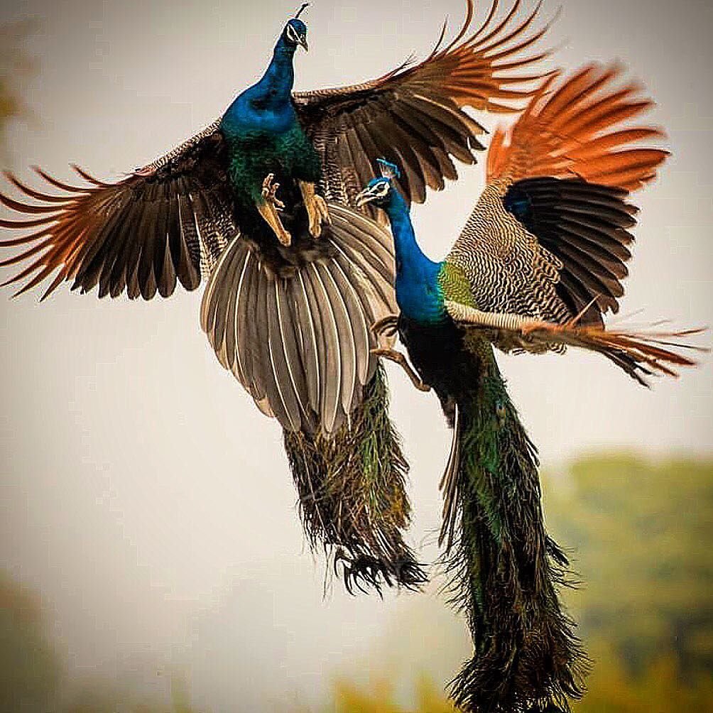 Павлин Крылья