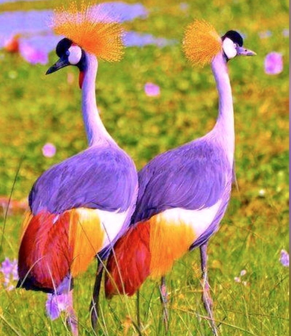 Яркие птички