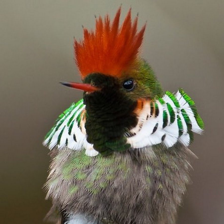 Колибри хохлатая кокетка