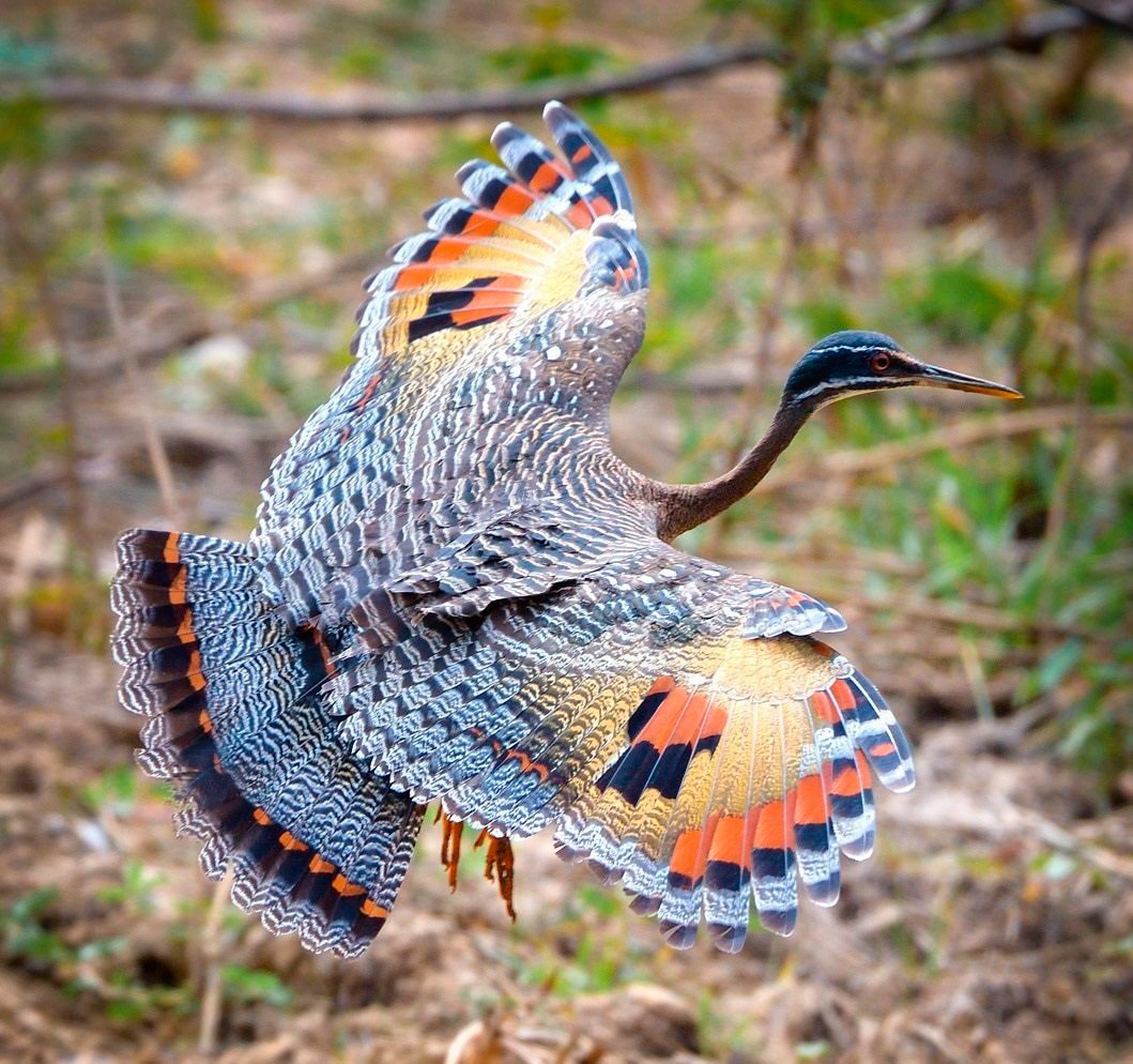 Птица бабочка Солнечная цапля